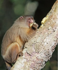 Volwasse marmoset.Hulle is omnivore en eet ook sap en gom van bome.