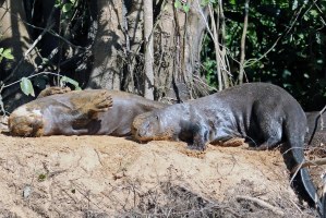 Otters leef in familiegroepe tot soveel as agt.Bedags jag hulle in die water en snags slaap hulle in holtes op die rivieroewer.