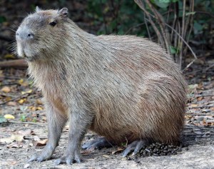 Die mannetjie Capybara is groter en swaarder as die wyfie en het 'n kenmerkende dik knop op sy neus.Dit lyk soos 'n eelt.Hierdie knaap het sy gebied afgebaken en kraai koning op sy eie mishoop!