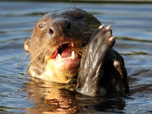 Die reuse otter(Pteronura brasiliensis)  kan tot 1.8m lank word en weeg maklik 35 kilogram.