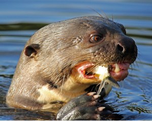 Hierdie otters is hoogs bedreigd en na raming is daar ongeveer 1000 oor in die Pantanal. 