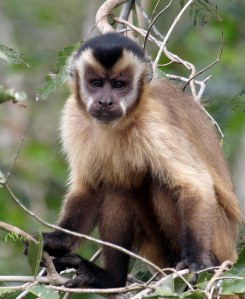 Capuchins eet vrugte,sade,klein reptiele,eiers en selfs klein voeltjies.
