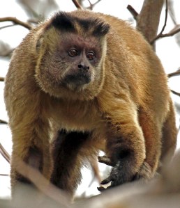 Capuchin mannetjie.Daar is gewoonlik net een mannetjie by 'n familiegroep.
