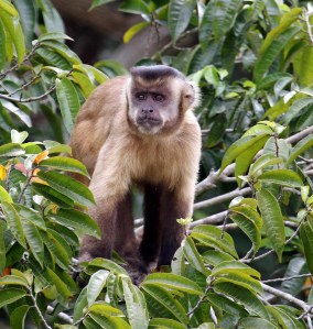 Capuchins is baie lawaaierig en sal selfs op die grond loop en kos soek.